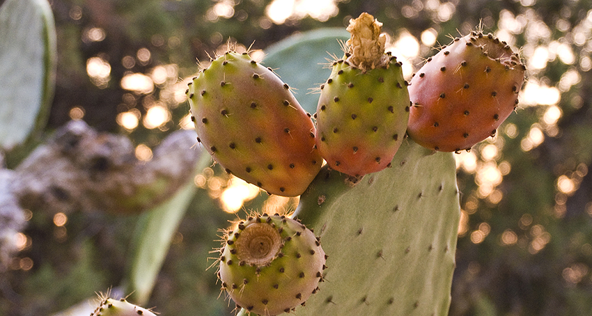 Adéu Formentera Kaktusfrüchte